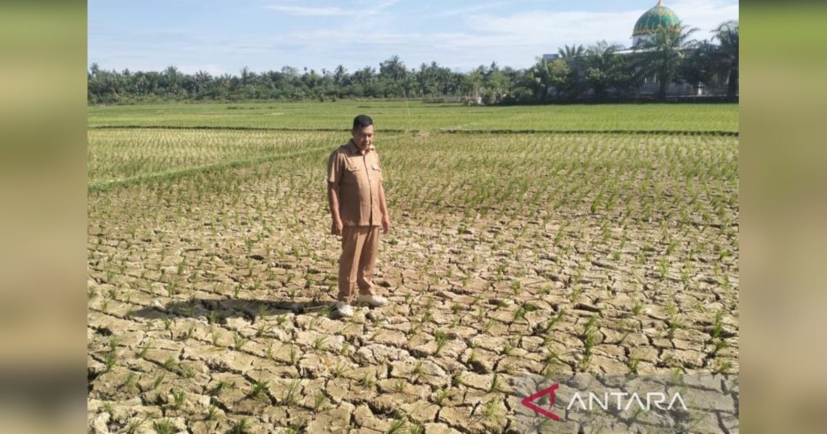 Nagan Raya Darurat Kekeringan: 600 Hektare Lahan Sawah Terancam Gagal Panen
