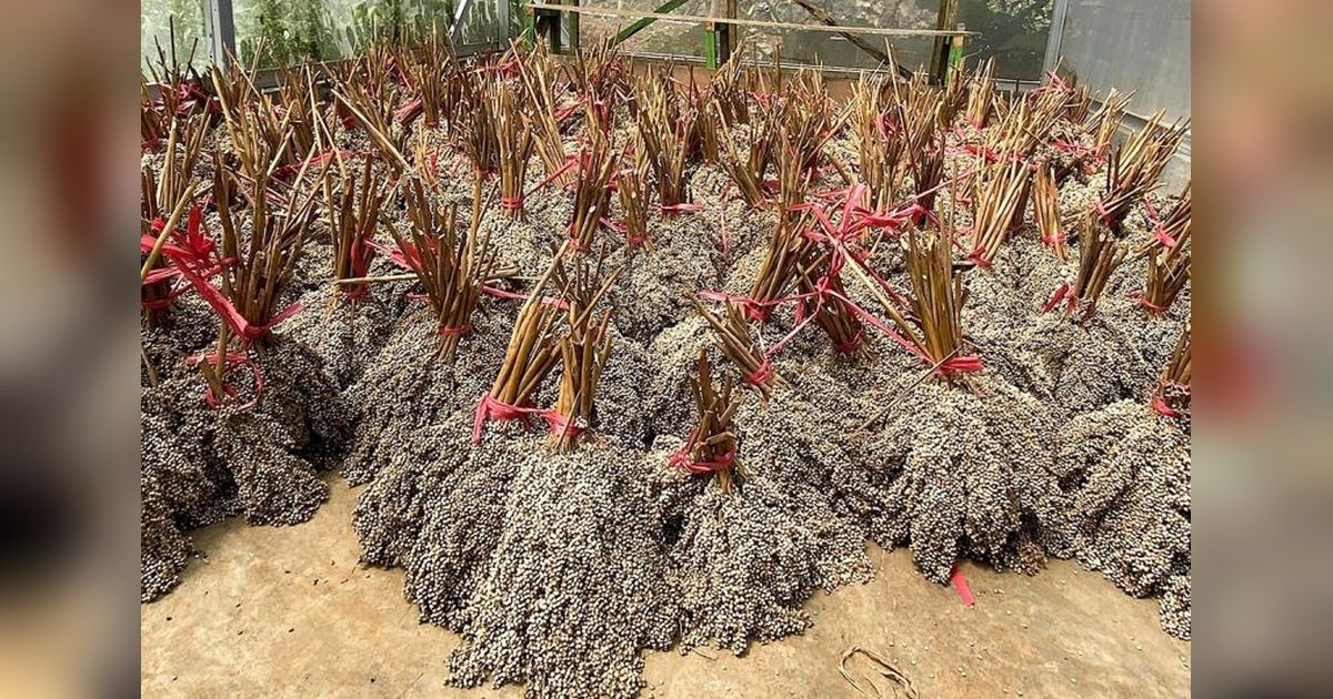Kolaborasi Strategis PLN EPI, PLN Puslitbang, dan Itera Perkuat Pengembangan Ekosistem Bioenergi Nasional