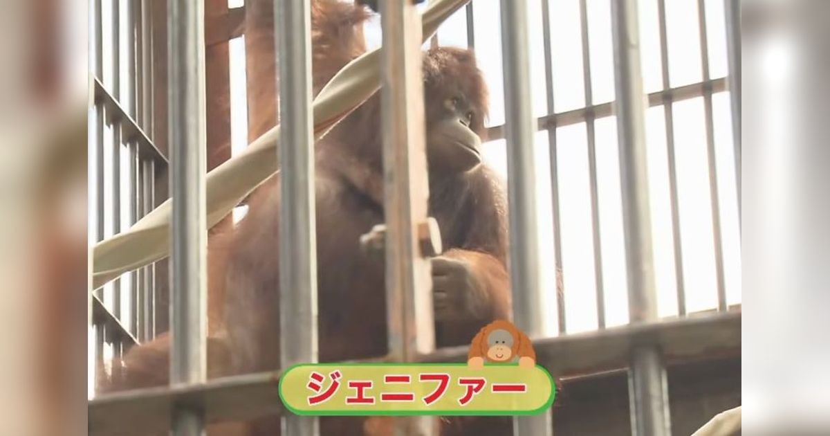 Orangutan Jennifer dan Hayato: Simbol Persahabatan Indonesia-Jepang dalam Konservasi Satwa