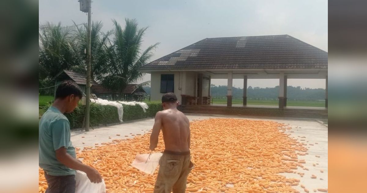 Harga Jagung Pipilan Lebak Melonjak, Petani Raih Untung Jutaan Rupiah