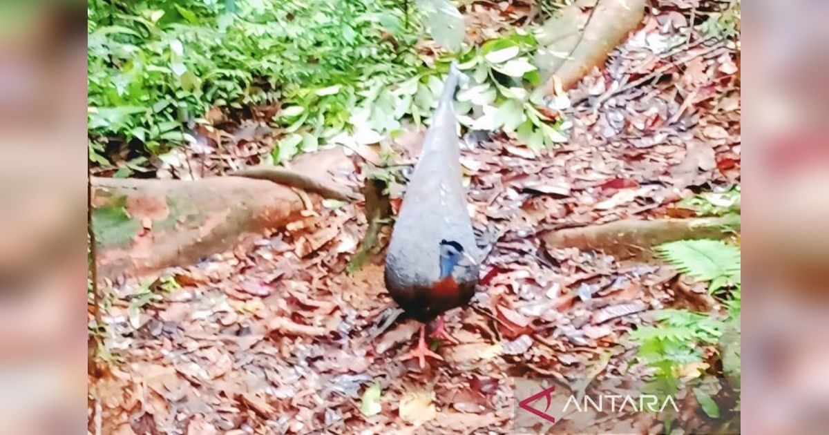 Tim ULM Teliti Keragaman Hayati Hutan Kahung, Ungkap Keunika