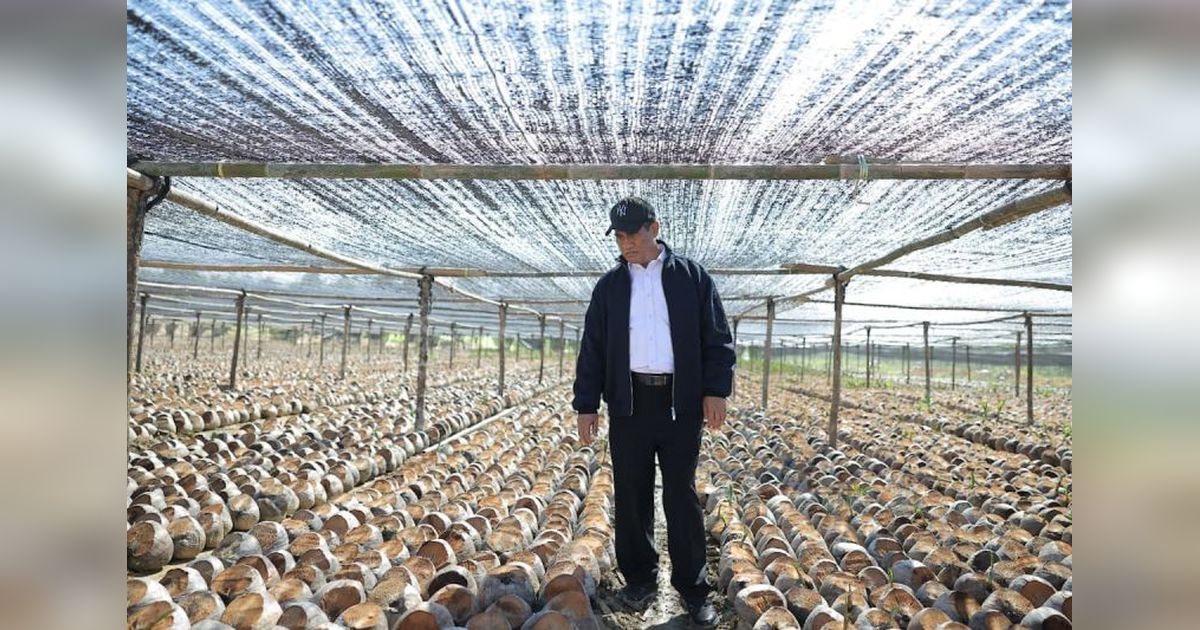 Pemerintah Siapkan 280 Juta Bibit Kakao dan Kelapa