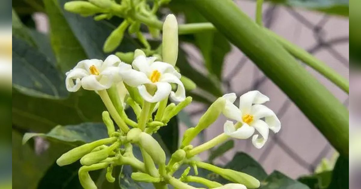 Cara Mengolah Bunga Pepaya agar Gurih dan Lezat de