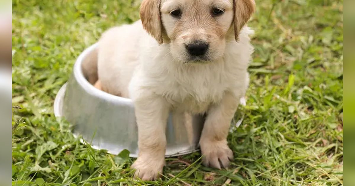 Cara Unik Mengenang Anjing Kesayangan, Abu Kremasi Dijadikan