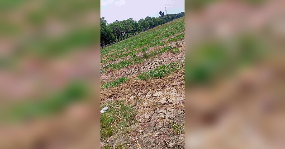 Area Persawahan Satu-Satunya di Jakarta Ini Kering dan Retak-Retak, Petani Menjerit Tak Ada Bantuan