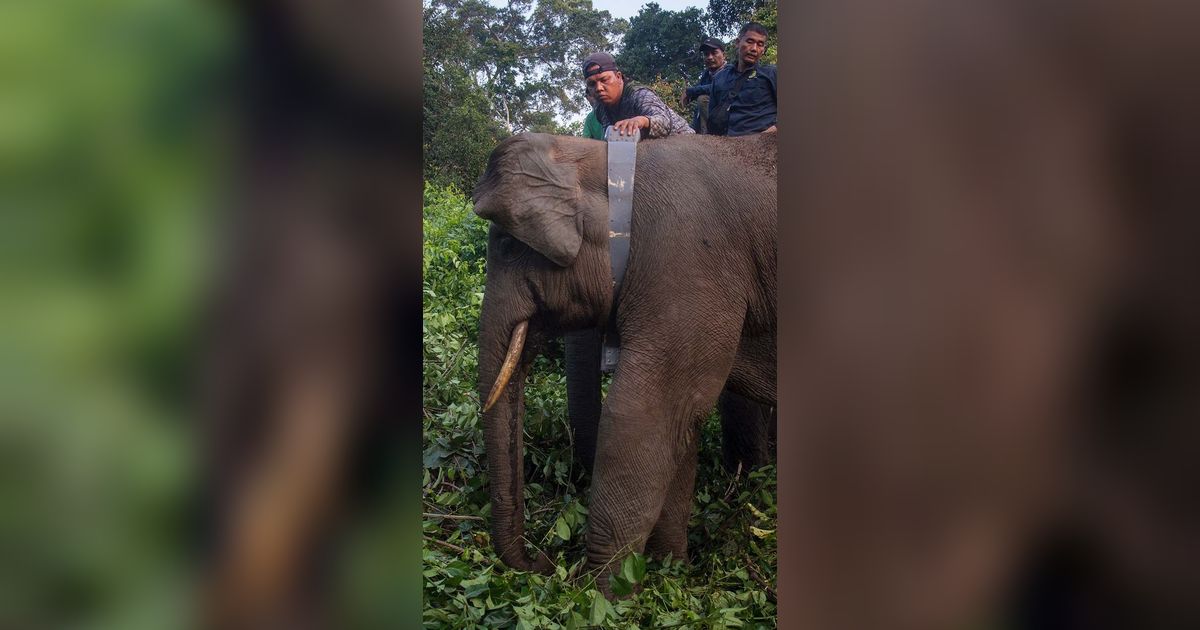 FOTO: Melihat Gajah-Gajah Liar di Riau Dipasangi Kalung GPS, Ini Fungsinya