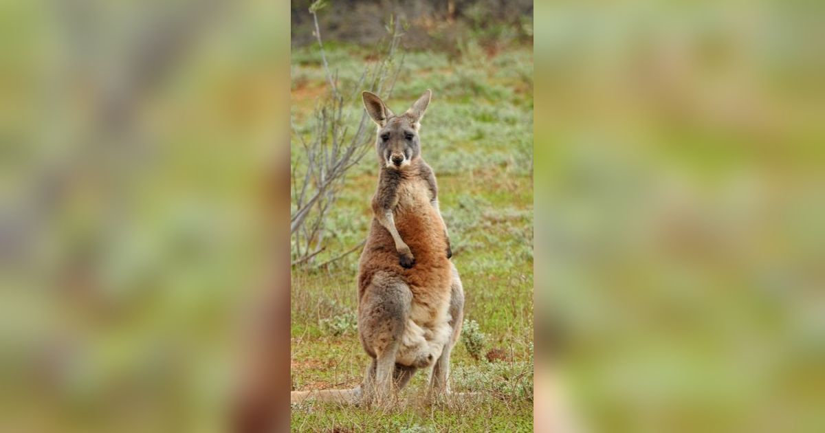 Petani Australia Dihajar Kanguru Setinggi 2 Meter, Ternyata Ini Penyebabnya