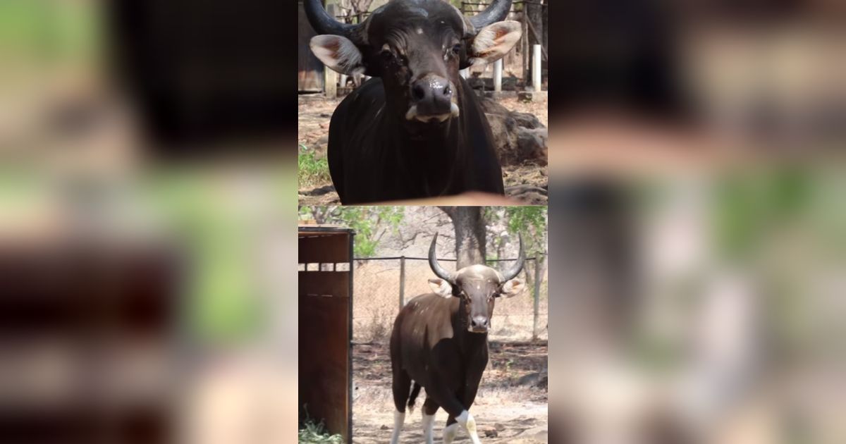 Potret Dimas Banteng Jantan yang Bakal Kawini Lima Betina Taman Nasional Baluran, Bingung saat Pertama Datang ke Situbondo