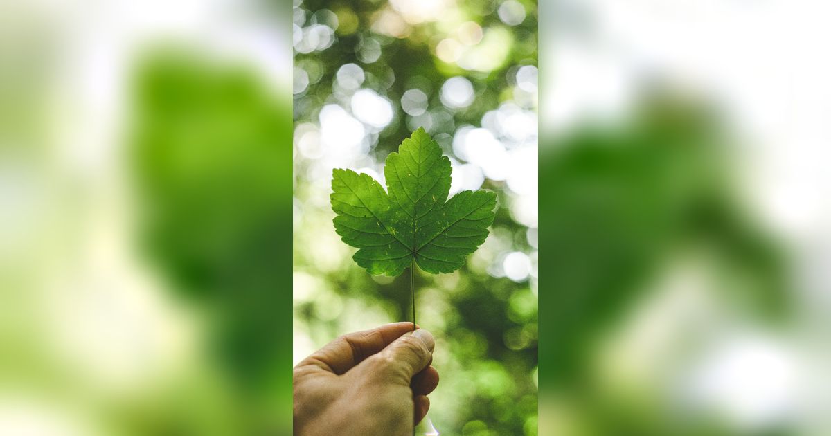 Mengenal Bentuk Daun Berdasarkan Struktur dan Bentuk Tulangnya