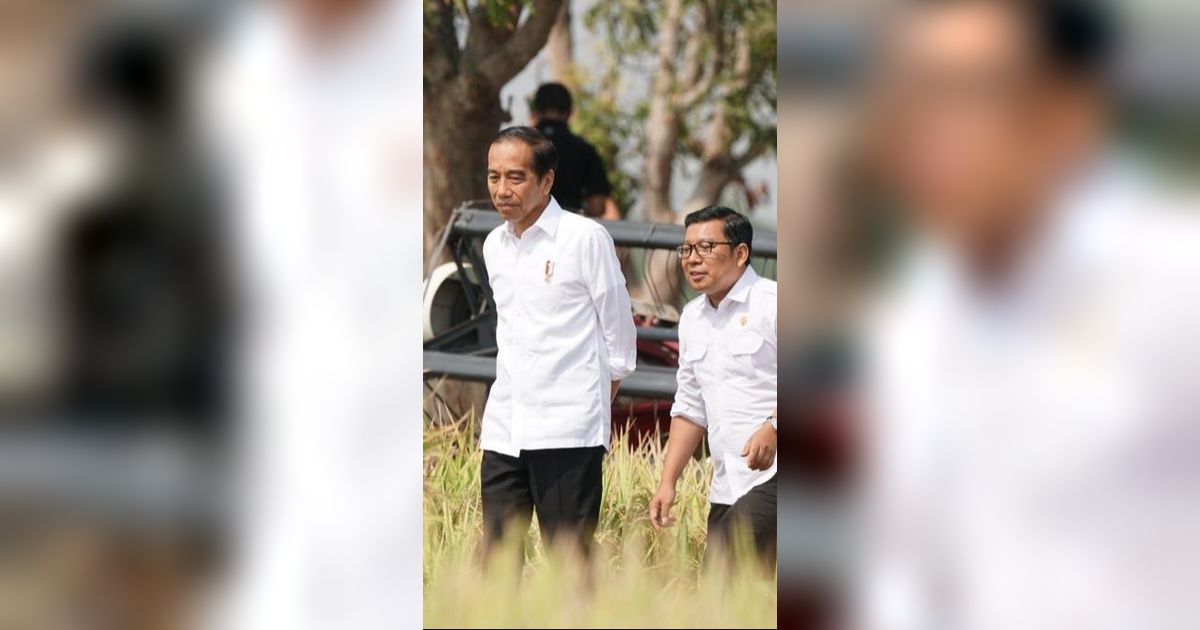 Setelah Subang, Plt Mentan Dampingi Presiden Jokowi Panen Raya di Indramayu