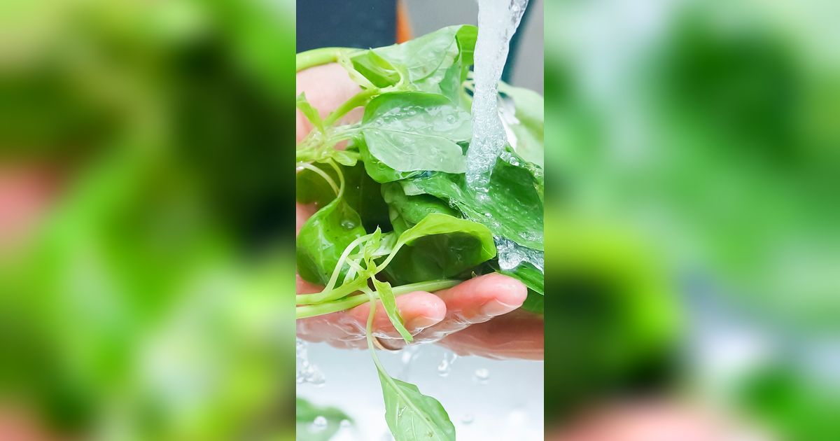 Bungkus dengan Kain, Kunci Menyimpan Bayam Agar Segar Lebih Lama