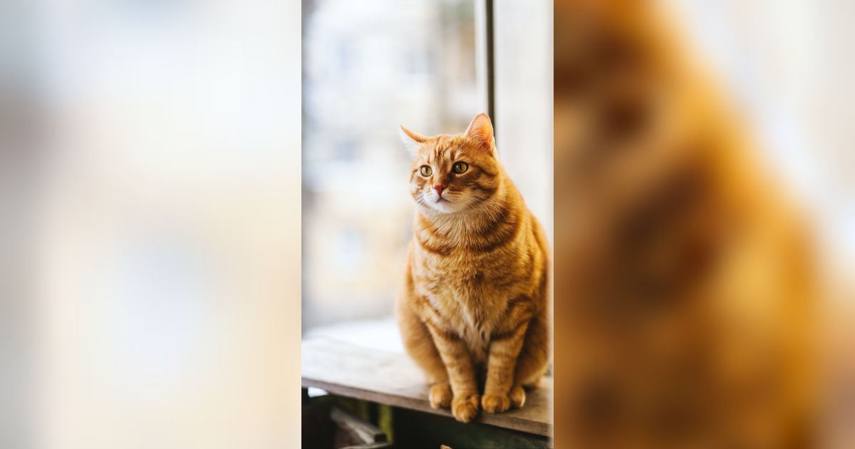 Harga Vaksin Kucing Lengkap, Pahami Usia yang Tepat untuk Memvaksin