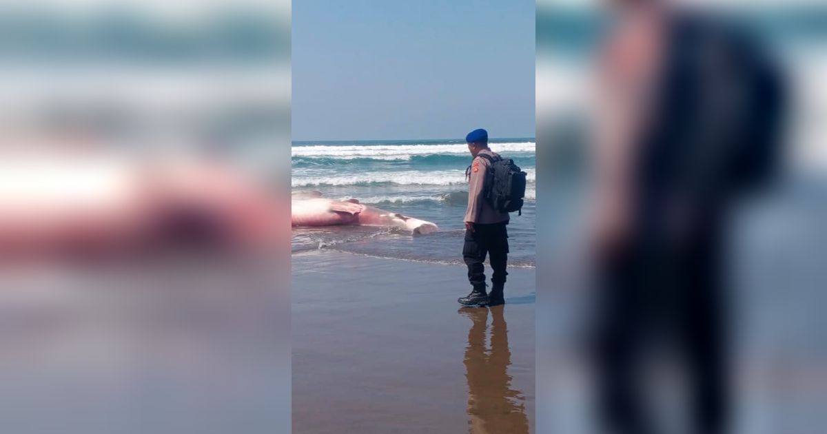 Hiu Paus Sepanjang 6,6 Meter Ditemukan Mati di Pantai Bali