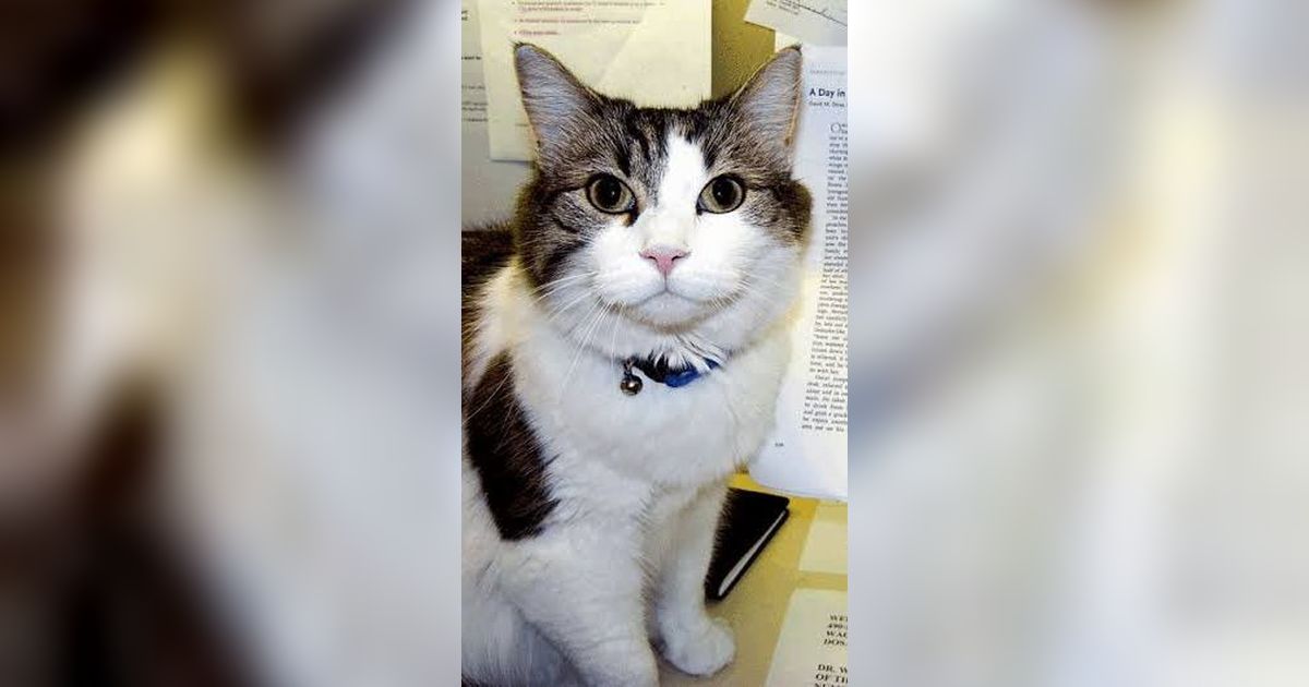 Meet Oscar, a Nursing Home Cat Who Can 'Predict' Death trstdly