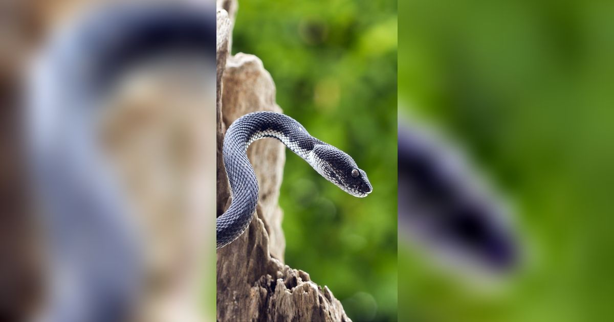 Ngeri Teror Ular Kalas si 'Silent Killer', Warga Gak Berani Keluar Malam