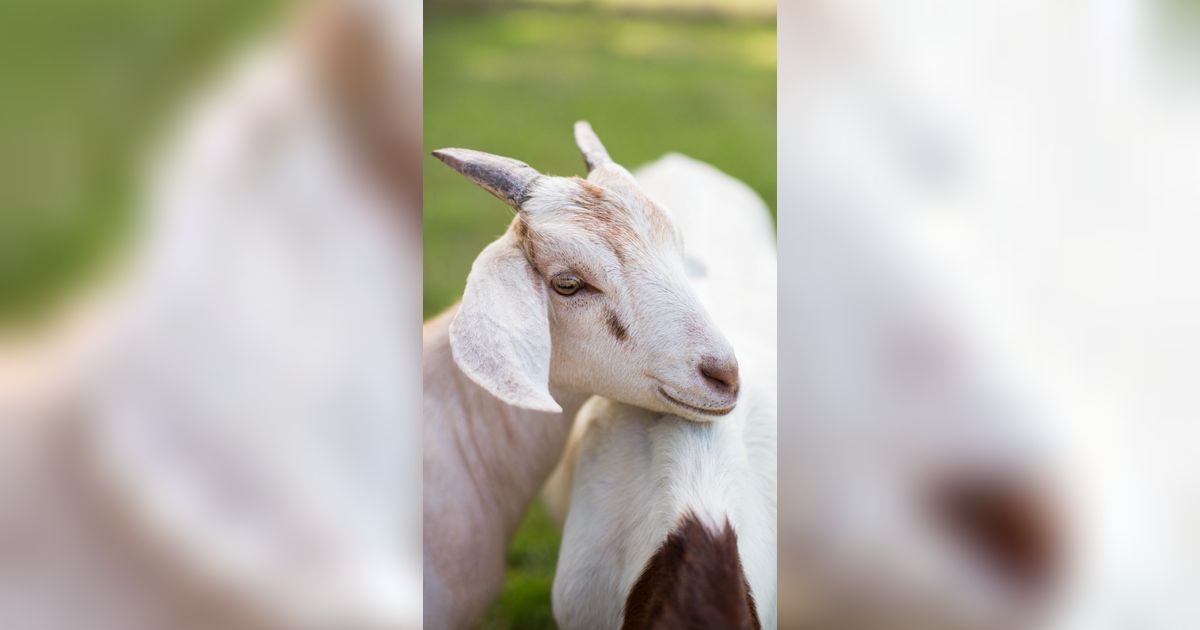 Viral Video Kambing Diajak Jalan-Jalan ke Mal, Aksinya Curi Perhatian