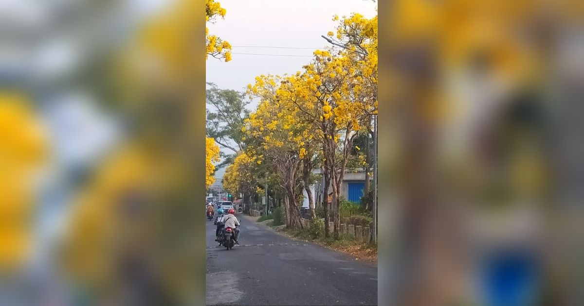 Jalan di Kota Batu Seperti Musim Semi di Jepang