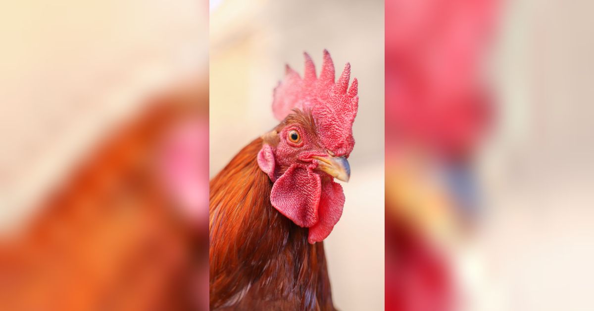 Jenis Ayam Aduan Terpopuler dan Paling Banyak Dicari, Berikut Daftarnya