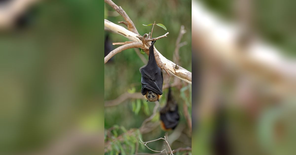 Bahaya Virus Nipah, Asal Usul dan Efek Mematikannya pada Manusia