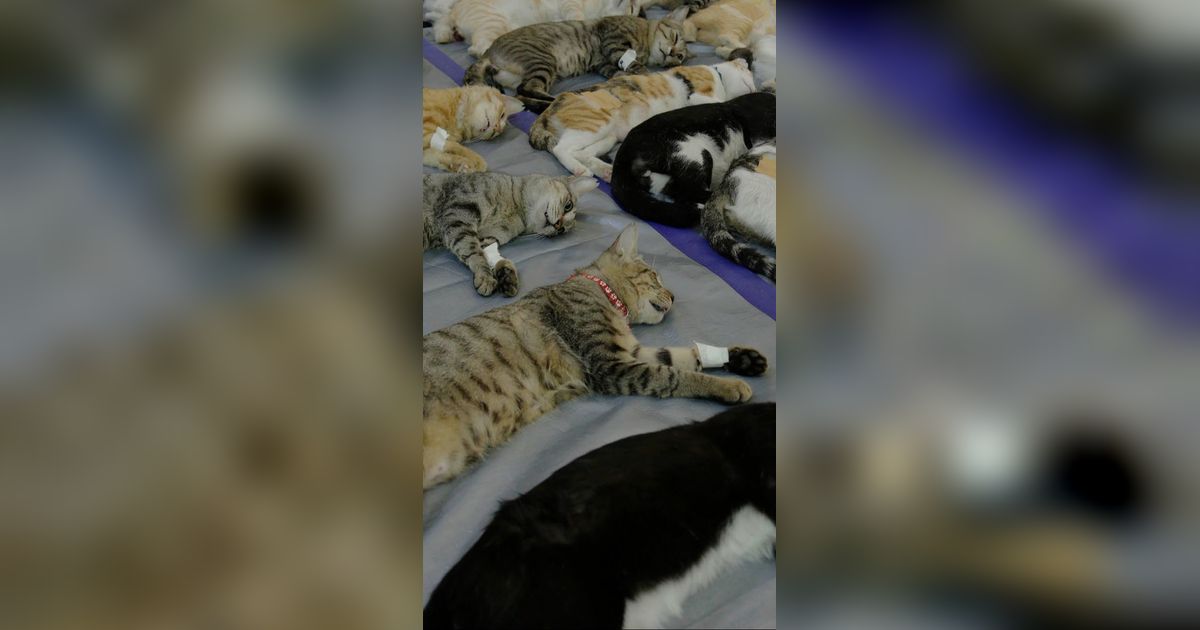 FOTO: Sudin KPKP Jaksel Gelar Sterilisasi Gratis untuk Ratusan Kucing, Cek Jadwal Berikutnya