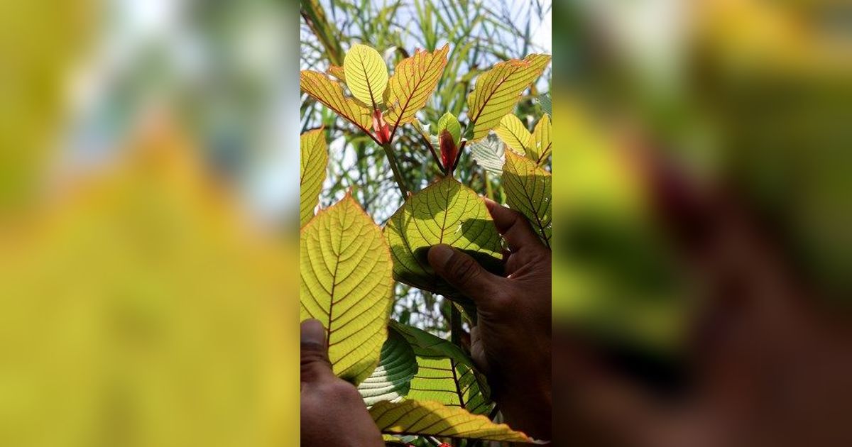 Mengenal Daun Kratom, Benarkah Miliki Manfaat atau Sepenuhnya Bahaya Seperti Narkotika?