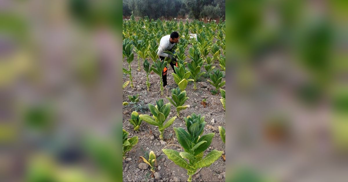 Di Daerah Ini Ada 92 Perusahaan Rokok, Serap 80.000 Tenaga Kerja