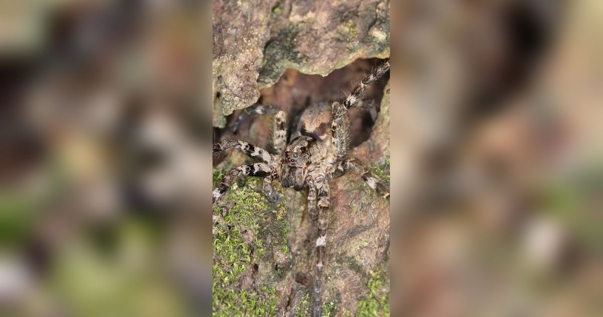 Ilmuwan Temukan Spesies Baru Laba-laba Serigala Berukuran Raksasa, Hidup di Atas Pohon dengan Delapan Mata