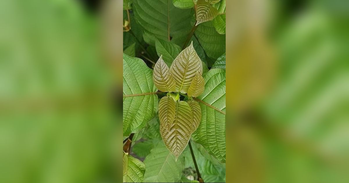 Efek Samping Daun Kratom untuk Kesehatan, Perlu Diwaspadai