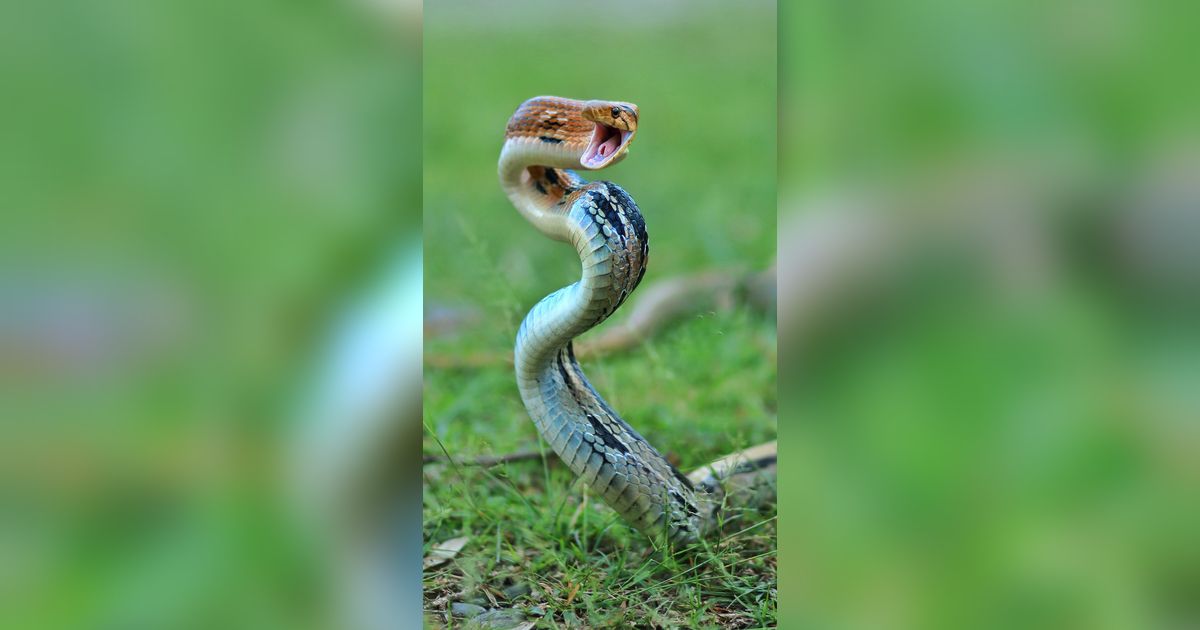 Doa Agar Rumah Terhindar dari Ular, beserta Tips Sederhana Cegah Hewan Liar Masuk Rumah