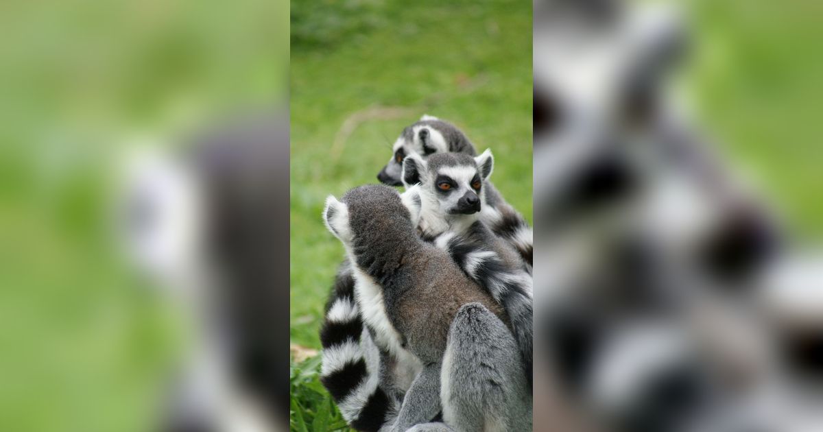 27 Oktober Hari Lemur Sedunia, Ketahui Sejarah dan Upaya Konservasinya