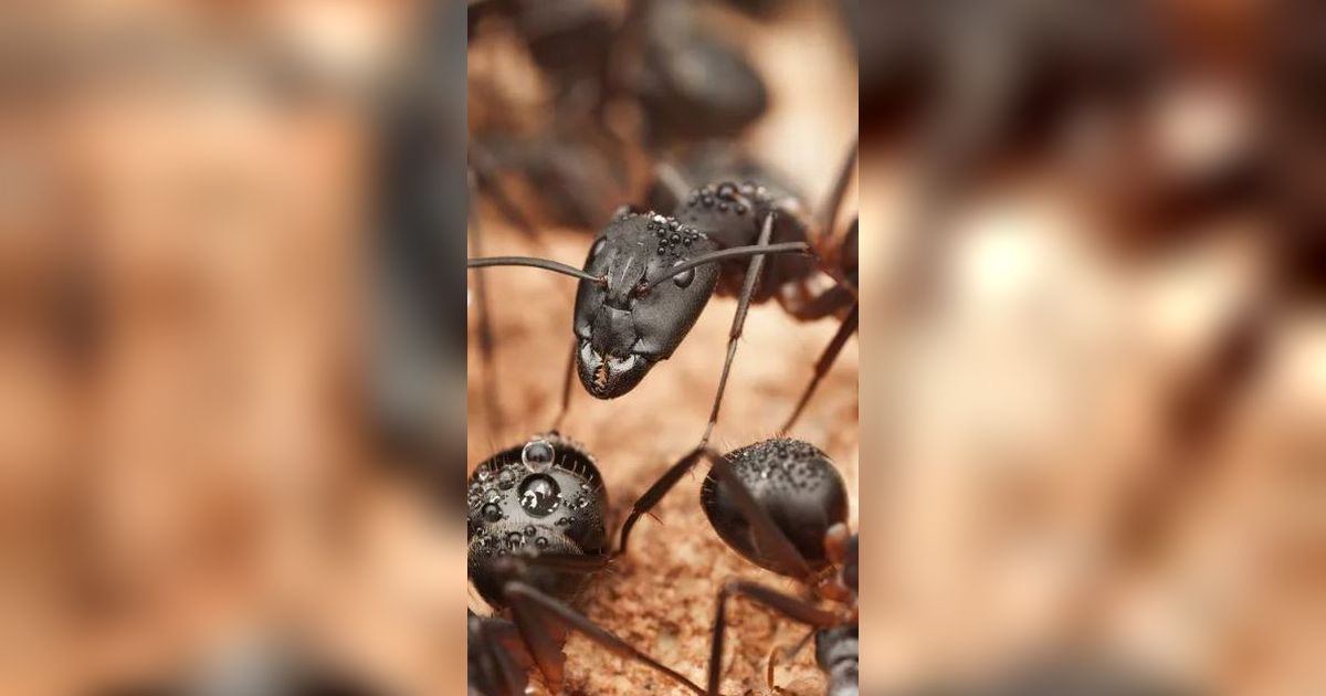 Peradaban Terbesar di Bumi Ternyata Ada di Bawah Tanah, Ada 'Ratu', Prajurit, Sampai Petani