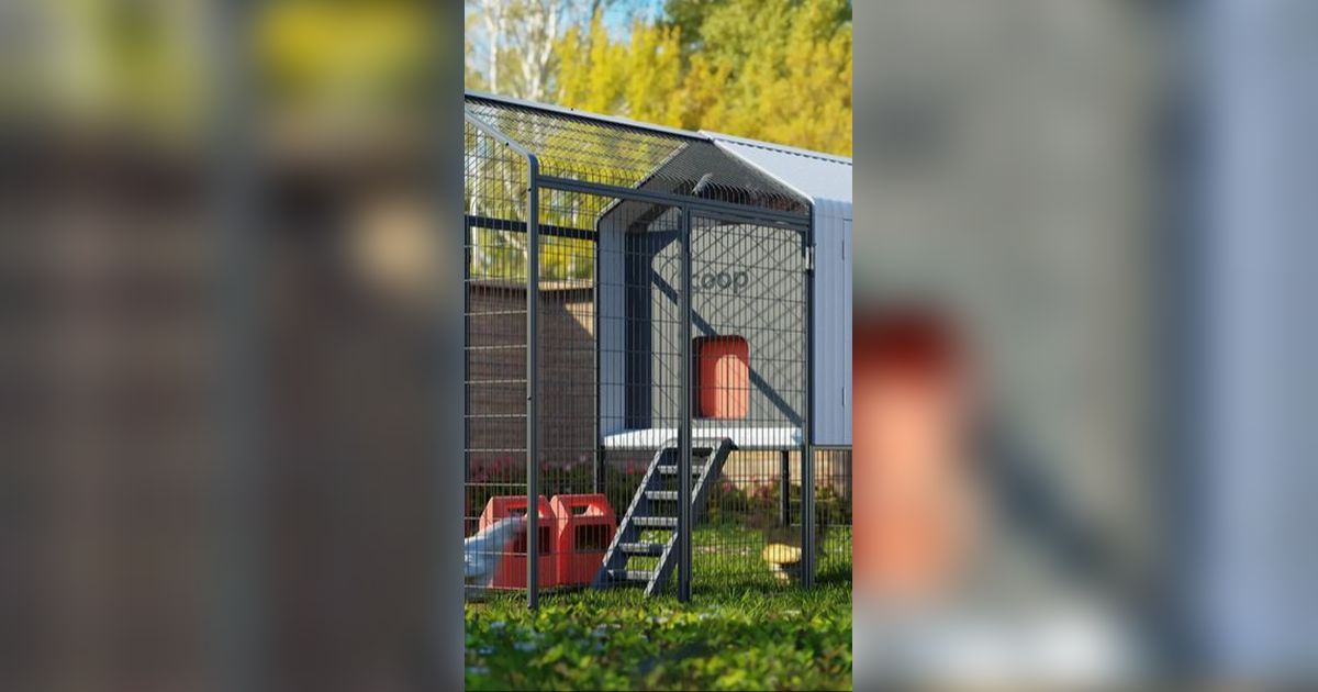 AIBased Cage Can 'Translate' Chicken Chatter trstdly trusted news