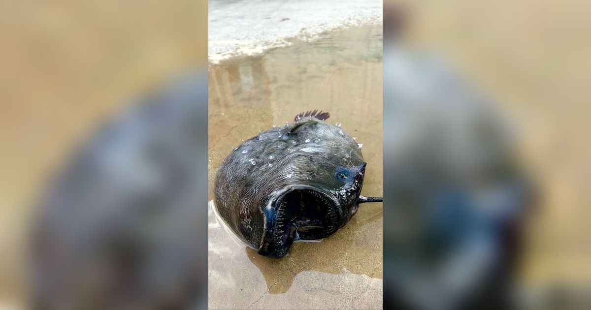 Viral! Ikan Berwajah Seram Berwarna Hitam Legam Ini Memiliki Perjalanan Hidup yang Menyedihkan