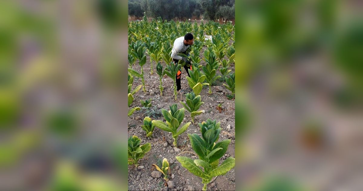 Petani Diajak Gabung Program Makmur Besutan Erick Thohir, Apa Manfaatnya?