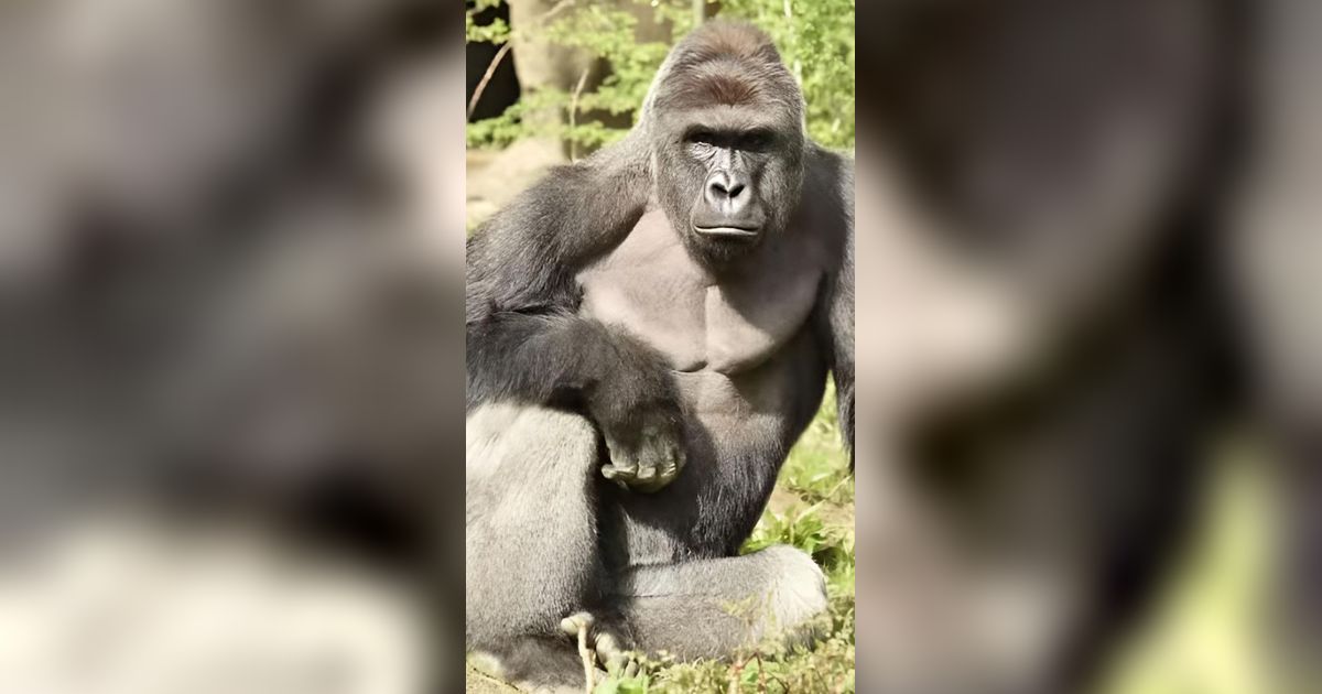 7 Tahun Berlalu, Kabar Terbaru Bocah yang Jatuh di Kandang Gorila Berakhir Menyedihkan