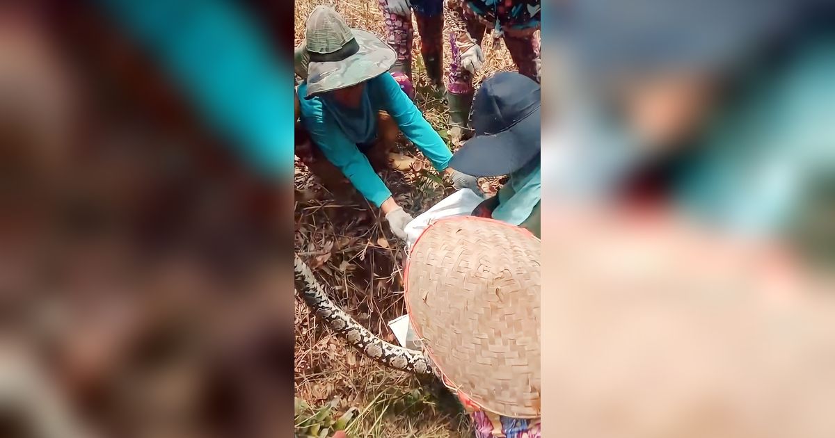 Cuma di Indonesia Ular Piton Raksasa Kehilangan 'Harga Diri', Jadi Bulan-bulanan Emak-Emak Buruh Sawit