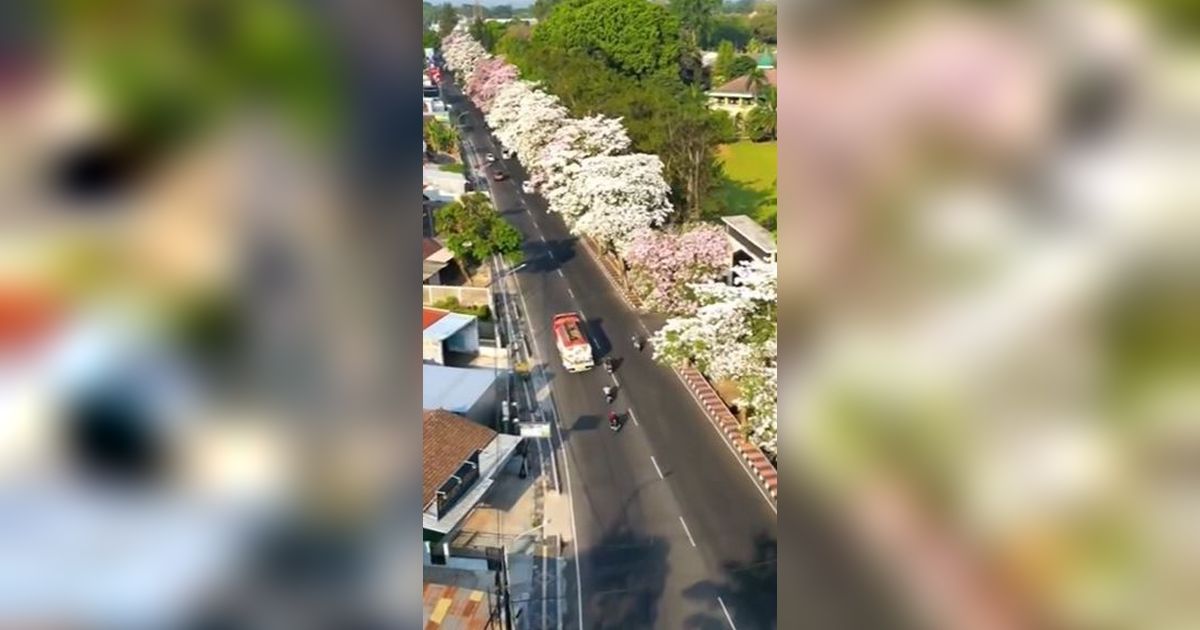 Viral Jalanan di Magelang Dipenuhi Bunga Tabebuya Bermekaran, Serasa di Luar Negeri