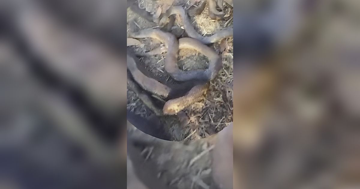 Viral Video Puluhan Ular Raksasa Hangus di Gunung Sindur Usai Kebakaran Lahan, Ternyata Dulunya...