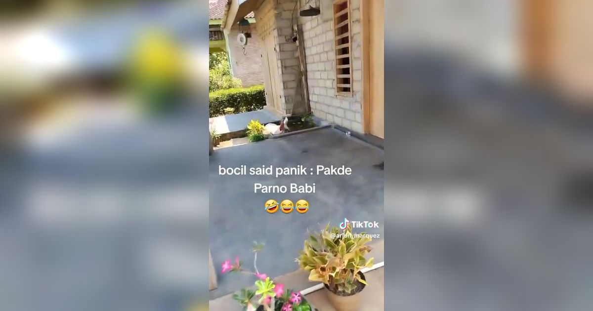 Babi Masuk Pekarangan Rumah Warga, Suara Bocil di Akhir Video Bikin Ngakak