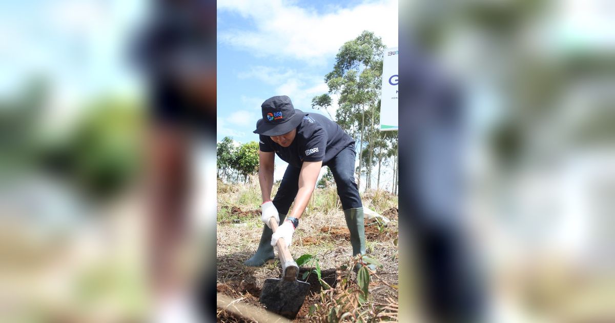 Jaga Kelestarian Danau Toba, BRI Peduli 'Grow & Green' Tanam 2.500 Bibit Pohon di Samosir