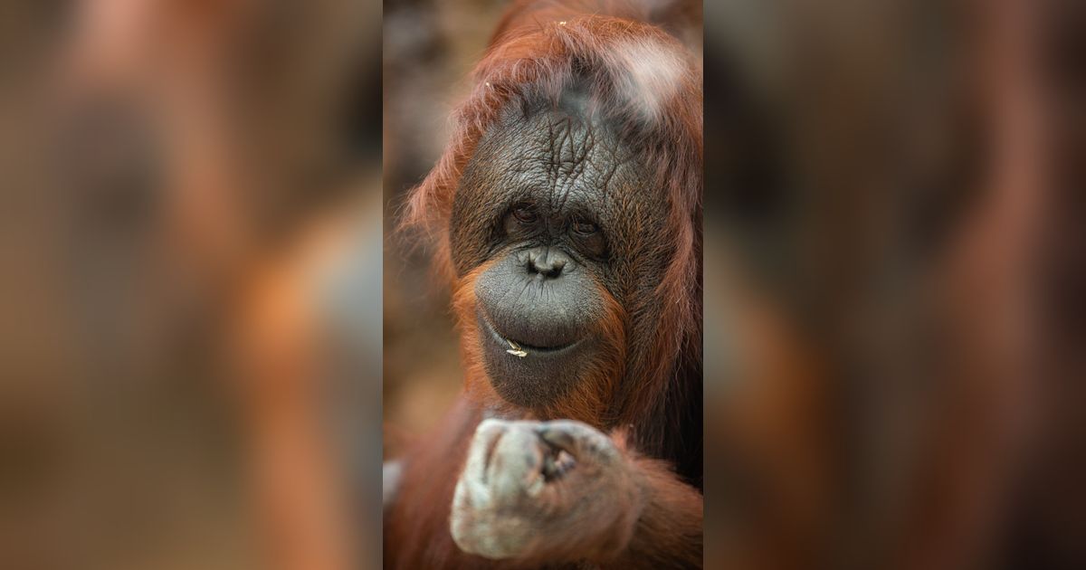 Menyusuri Cagar Alam Jantho, Wisata Alam di Aceh Penuh Aneka Ragam Flora dan Fauna