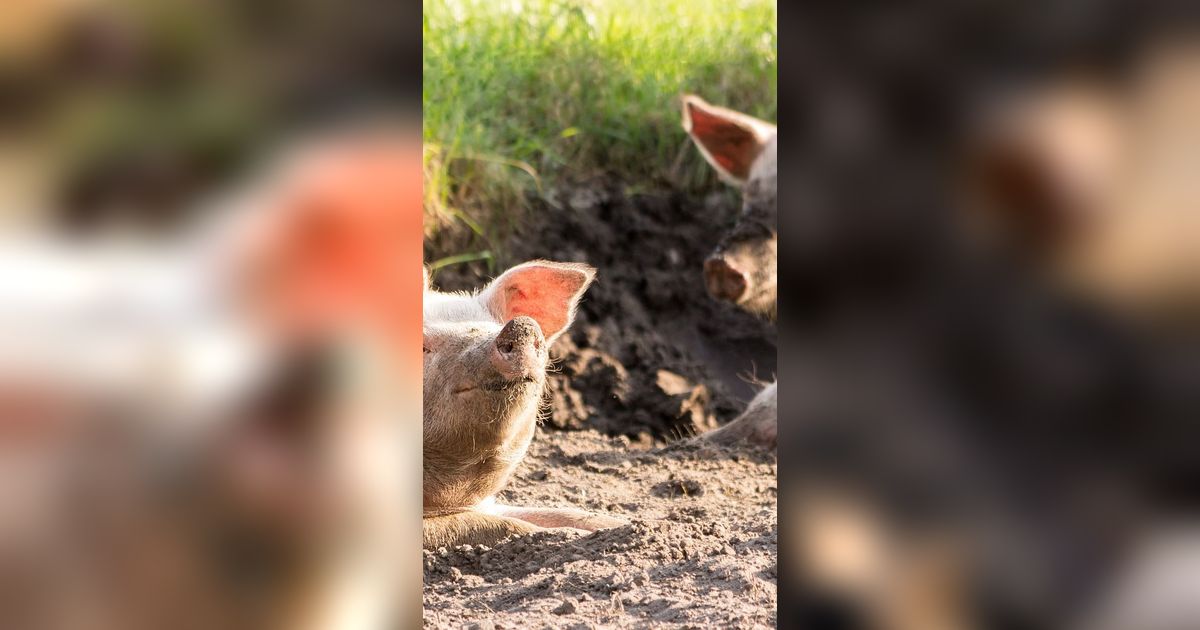 Mangalang Babi Ambat, Ritual Penangkal Penyakit dan Menolak Bala Khas Orang Batak