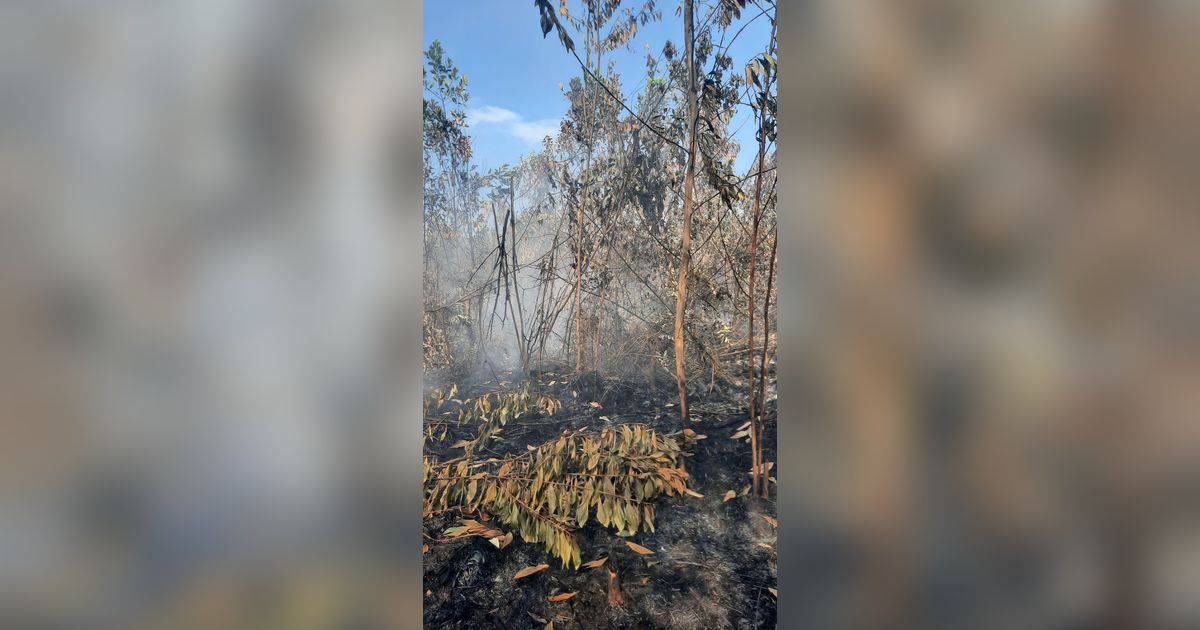 Sepanjang 2023, 34 Orang Ditetapkan Tersangka Kebakaran Lahan di Riau & Paling Banyak di Rohil