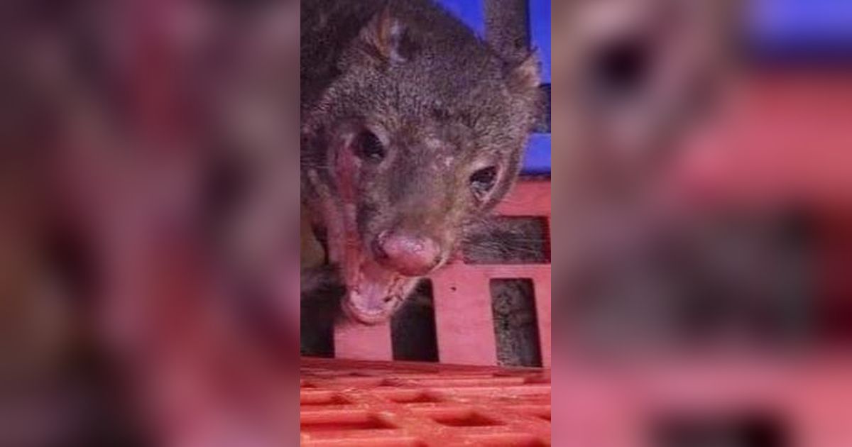 Niat Menjebak Musang, Petani Ini Malah Temukan Hewan yang Dianggap Punah 130 Tahun Lalu