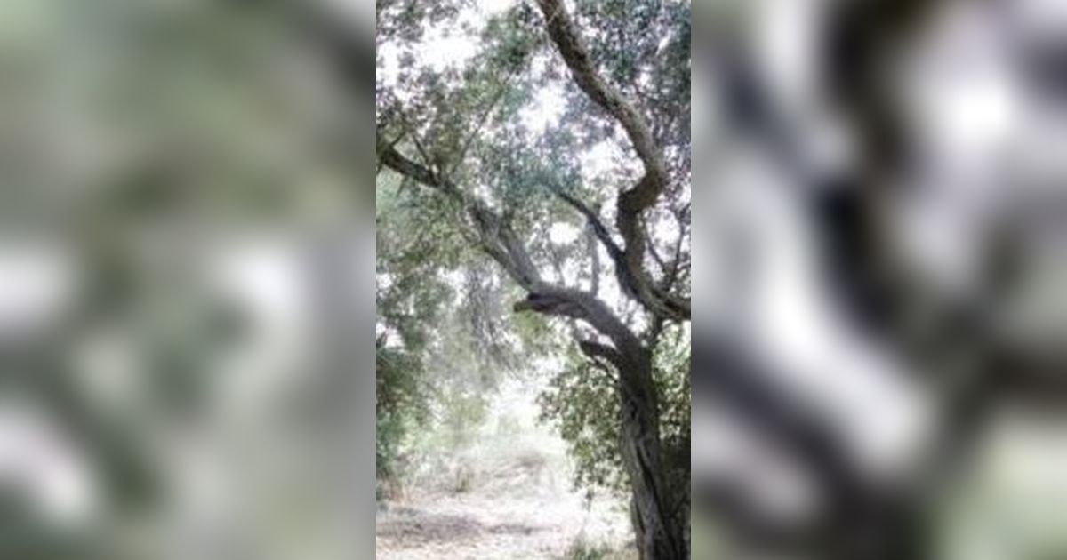 Pohon Zaitun Ini Diyakini Berusia 2.000 Tahun, Tapi Ilmuwan Berhasil Ungkap Usia Sebenarnya