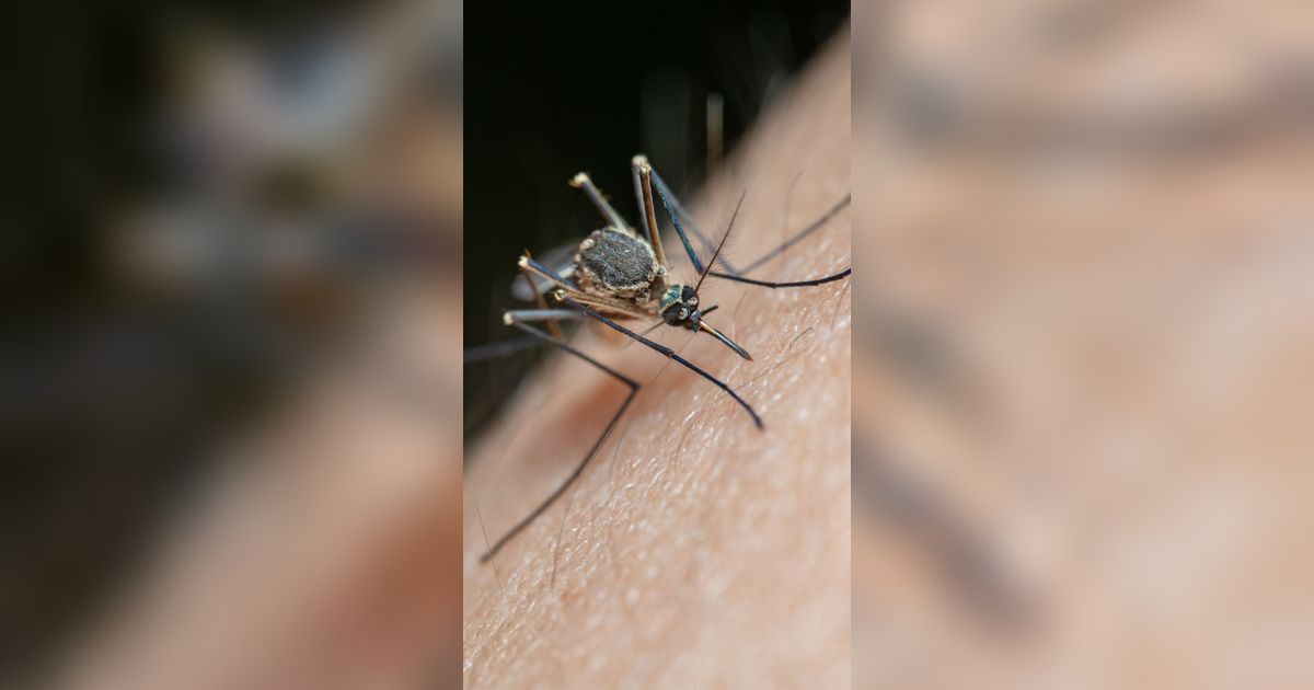 6 Hal yang Bikin Seseorang Mudah Digigit Nyamuk