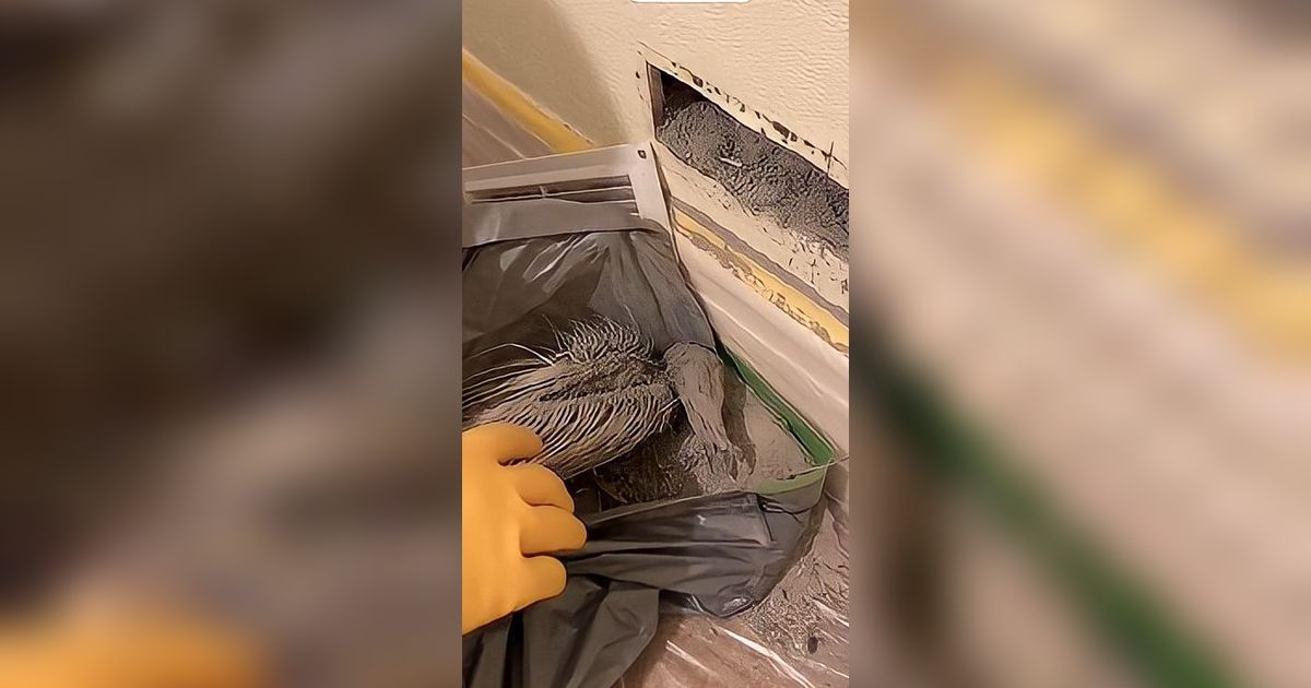 Renovasi Rumah yang Dibeli dari Wanita Tua, Pemilik Syok Temukan Jasad `Mumi` di Ventilasi