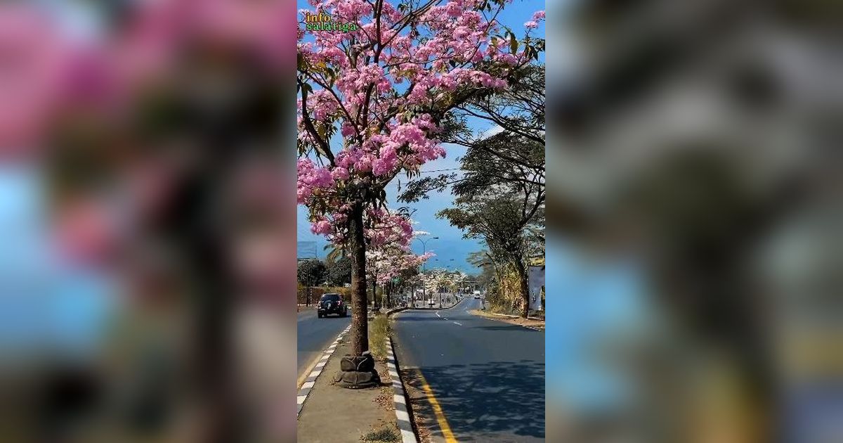 Indahnya Tabebuya yang Sedang Berbunga di Salatiga, Serasa di Negeri Sakura Jepang