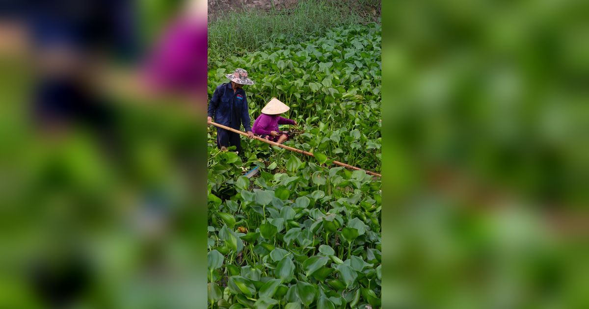 Eceng Gondok, Tanaman Ajaib dengan Manfaat Tersembunyi