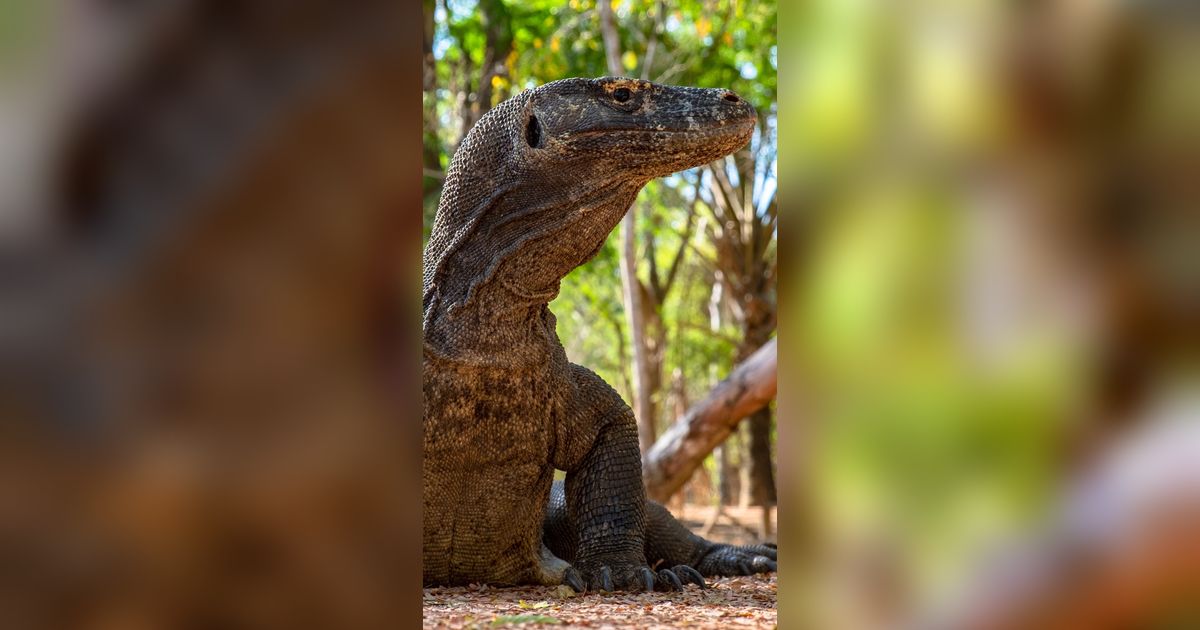 Anak Komodo Coba Diselundupkan ke Bali, Modus Dibungkus Kaus Kaki dan Disimpan di Ransel